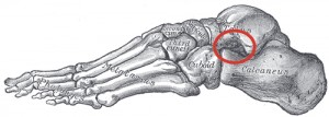 sinus tarsi foot bones