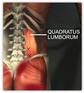 QL muscle anatomy