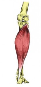 soleus origin