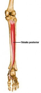 tibialis posterior