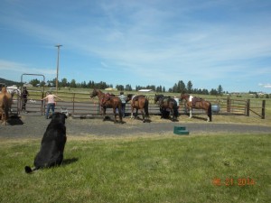 Horse training clinics