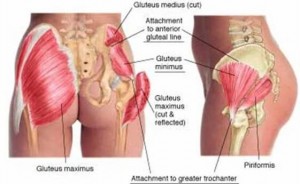 Attachments to Greater Trochanter