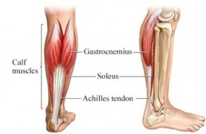 gastroc-soleus