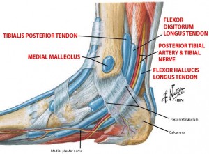 Anatomy photo