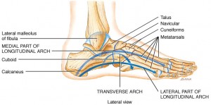 Arches of foot