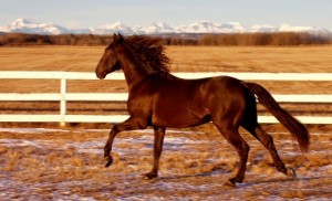 Maraja Do Retiro ~ Brazilian bred PSL by Eduardo Fisher