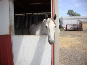 Jewels Stall Bound At Vet Clinic