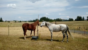 Jewels Happy with mare friend