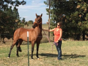 "Fortula" Checking out her new pasture