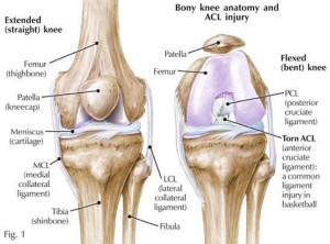 knee anatomy