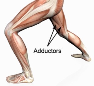 adductors