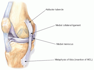 MCL Ligament
