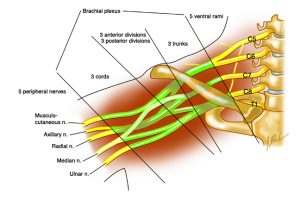 Brachial Plexus Nerves
