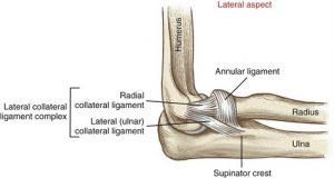 lateral collateral ligaments of elbow